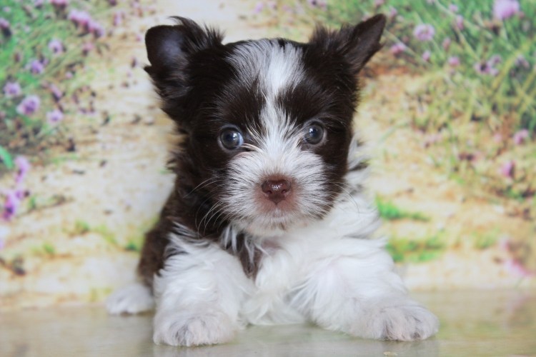 Биро йорки щенки 3 месяца