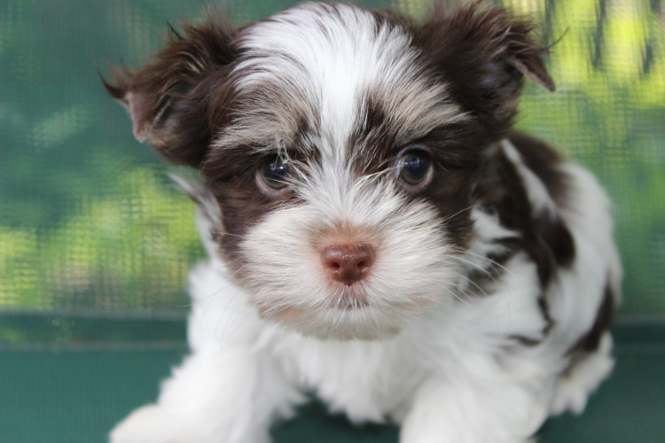 Биро йорки щенки 3 месяца