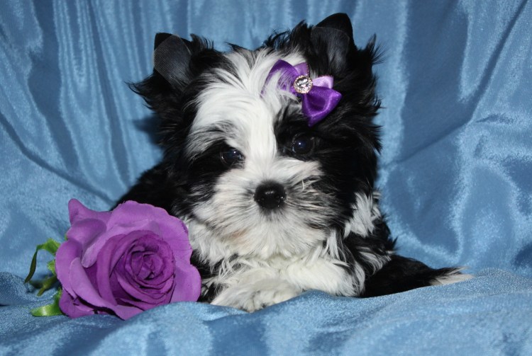 Порода биро