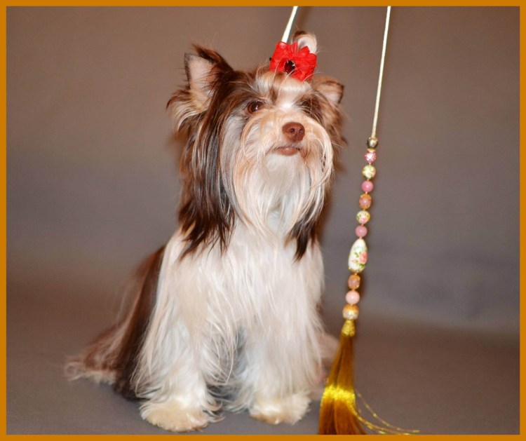 Биро и Бивер Йорк