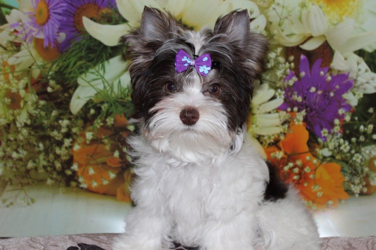 Биро Йоркширский терьер