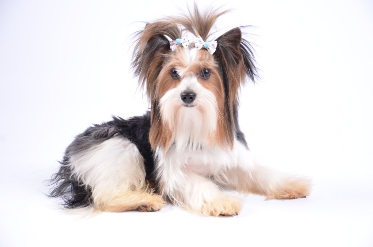 Ершистый терьер Бивер