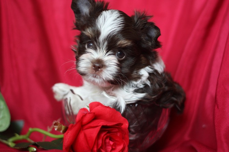 Биро Йорк мини