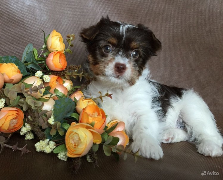 Биро Йорк купить в Москве