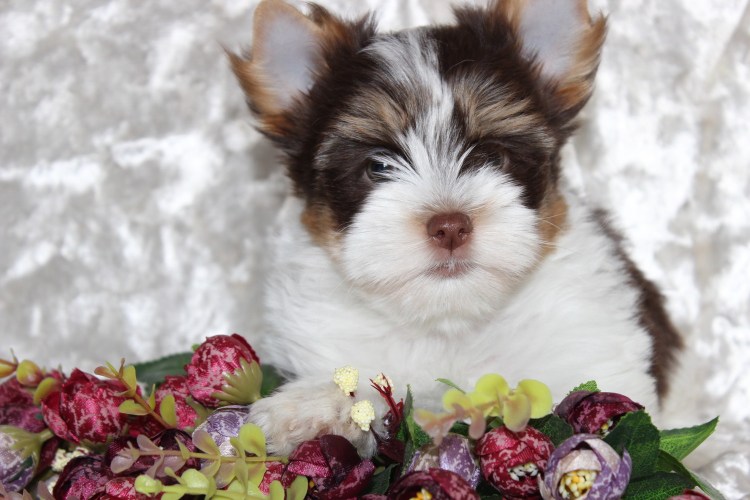 Порода биро Йорк