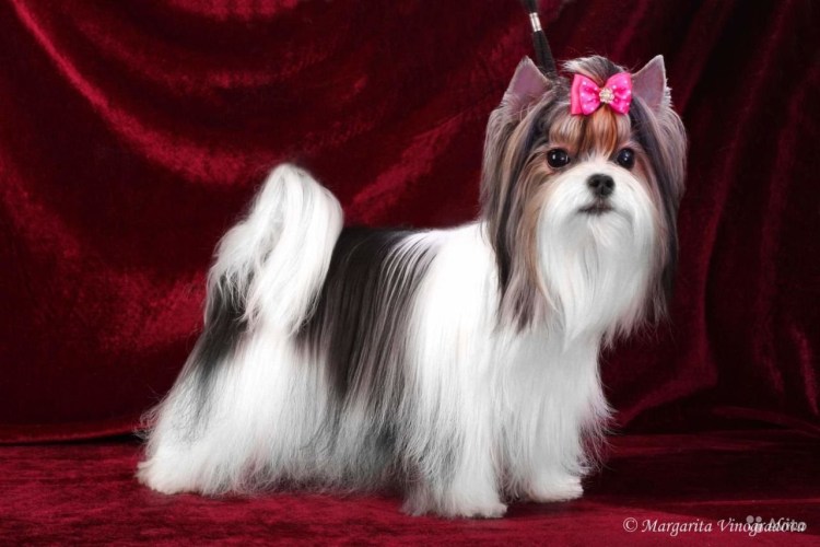 Биро и Бивер Йорк