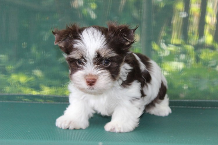 Бивер биро Йорк микро