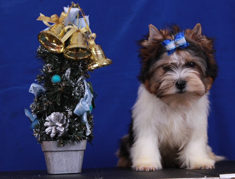 Клички для Бивер йорков девочек красивые