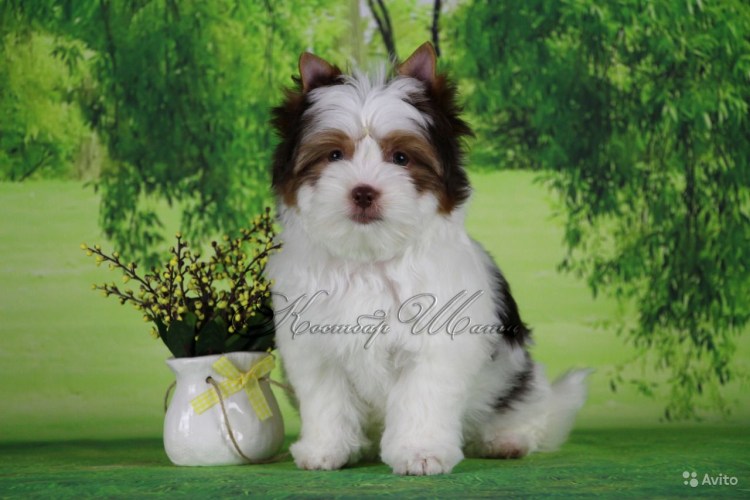 Биро Йорк с рыжей мордочкой