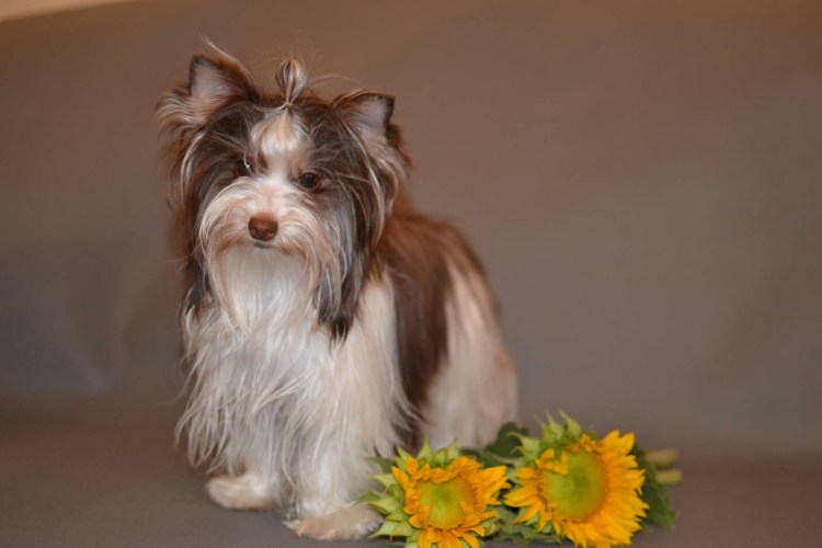 Биро Йоркширский терьер