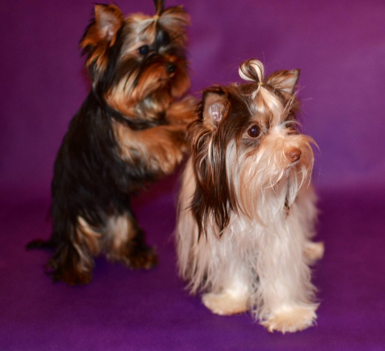 Йоркширский терьер Бивер биро