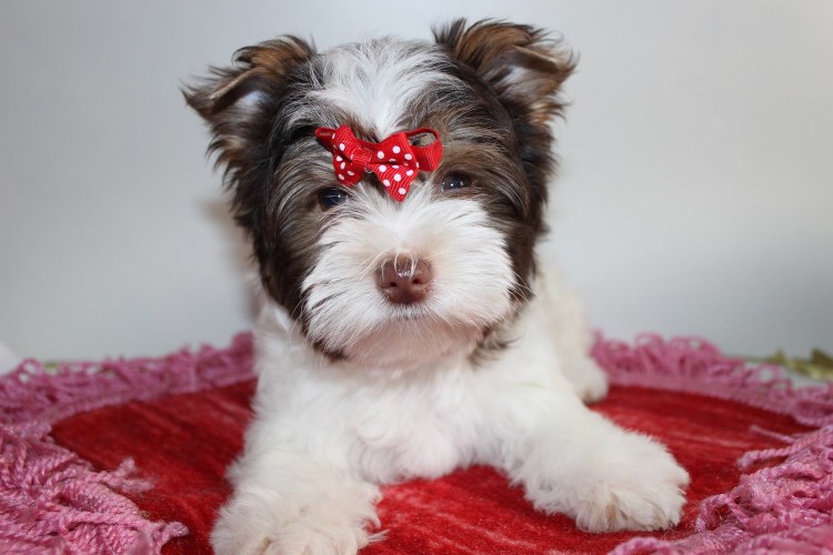 Йоркширский терьер Бивер биро