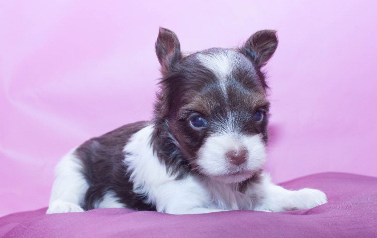 Йоркширский терьер биро щенки