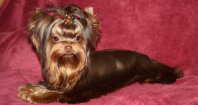 Шоколадный Йоркширский терьер