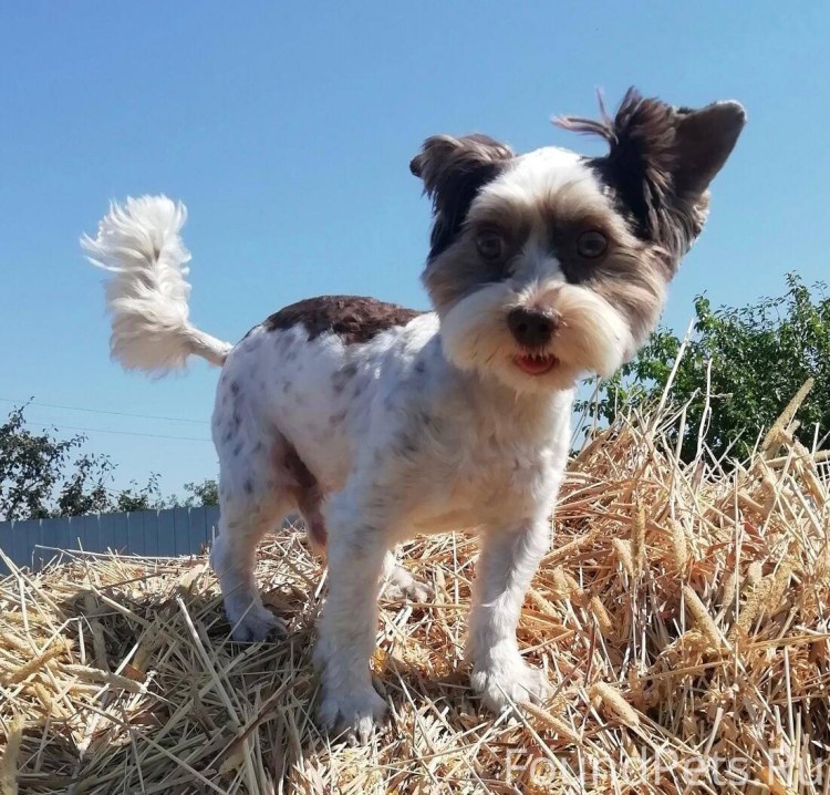 Биро порода собак фото