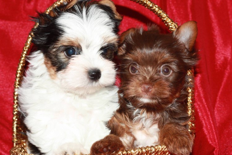 Бивер шоколадный биро