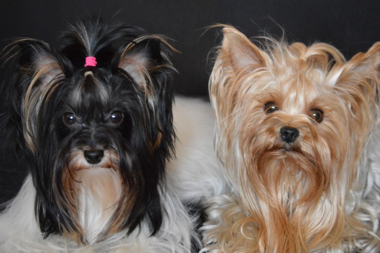 Бивер Йорк отличие от йоркширского терьера