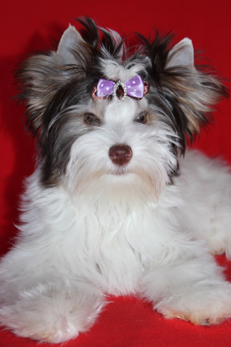 Биро Йоркширский терьер