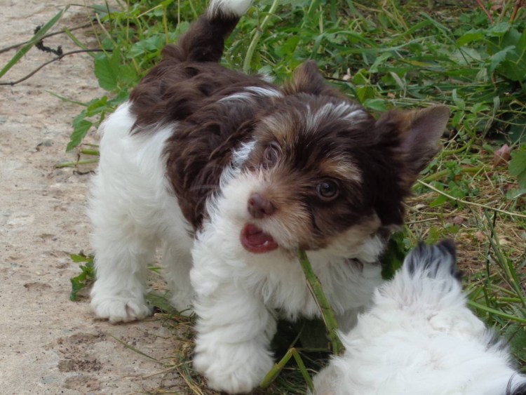 Биро Йорк фото