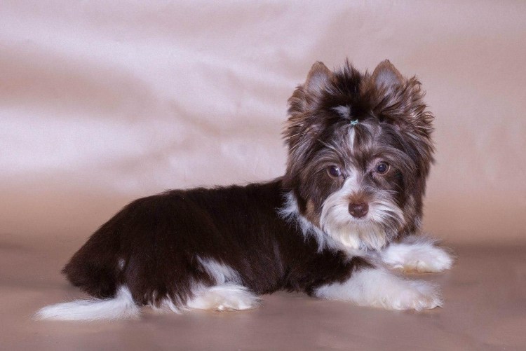 Биро и Бивер Йорк