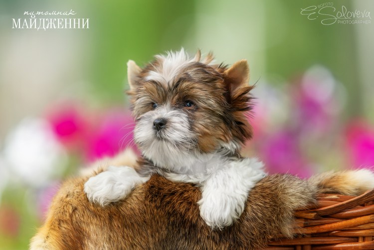 Фон став биро фото