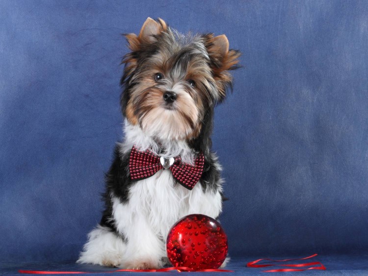 Порода биро