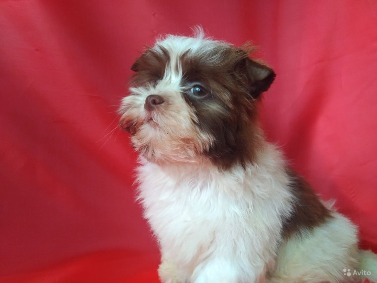 Биро Йорк купить цена