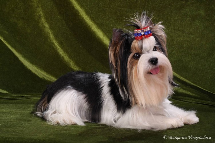 Бивер Йорк мини