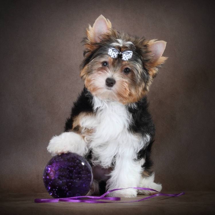 Бивер-Йоркширский терьер мальчик