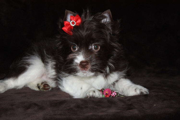 Собака биро Йорк