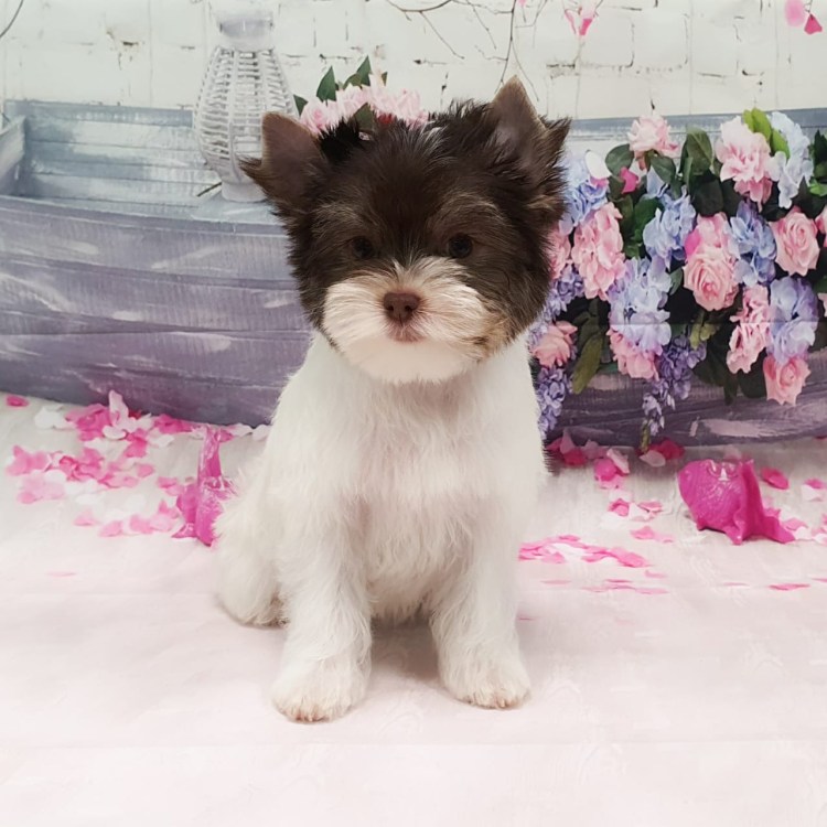 Щенки биро Йорка