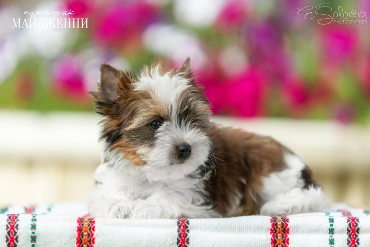 Бивер биро Йорк микро