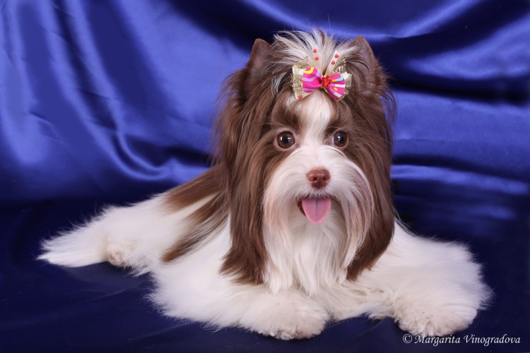 Биро и Бивер Йорк