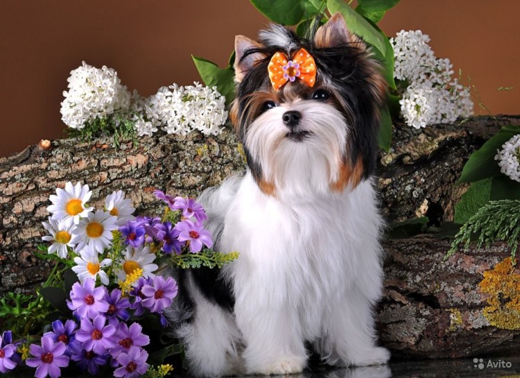 Бивер-Йоркширский терьер черный