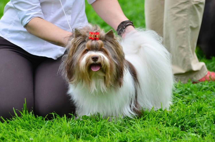 Порода биро