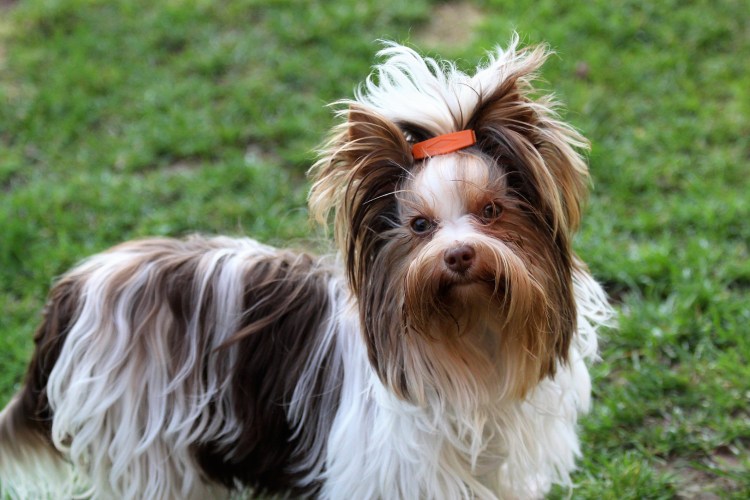 Биро собака порода