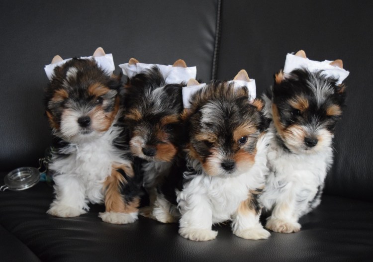 Биро Йоркширский терьер