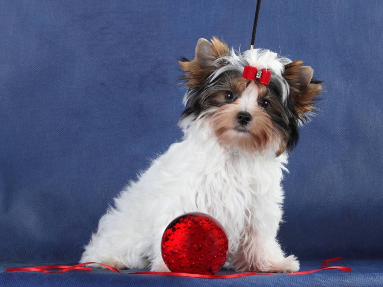 Бивер терьер