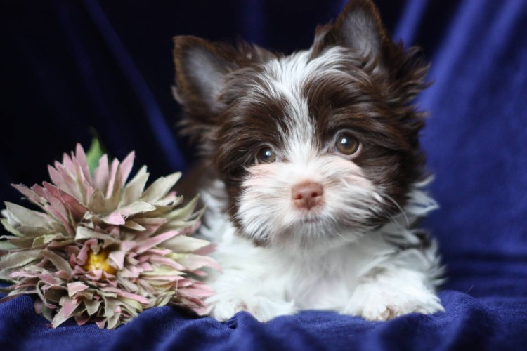 Порода биро Йорк