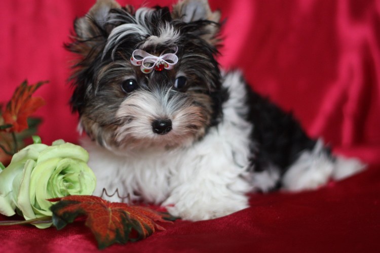 Бивер-Йоркширский терьер черный