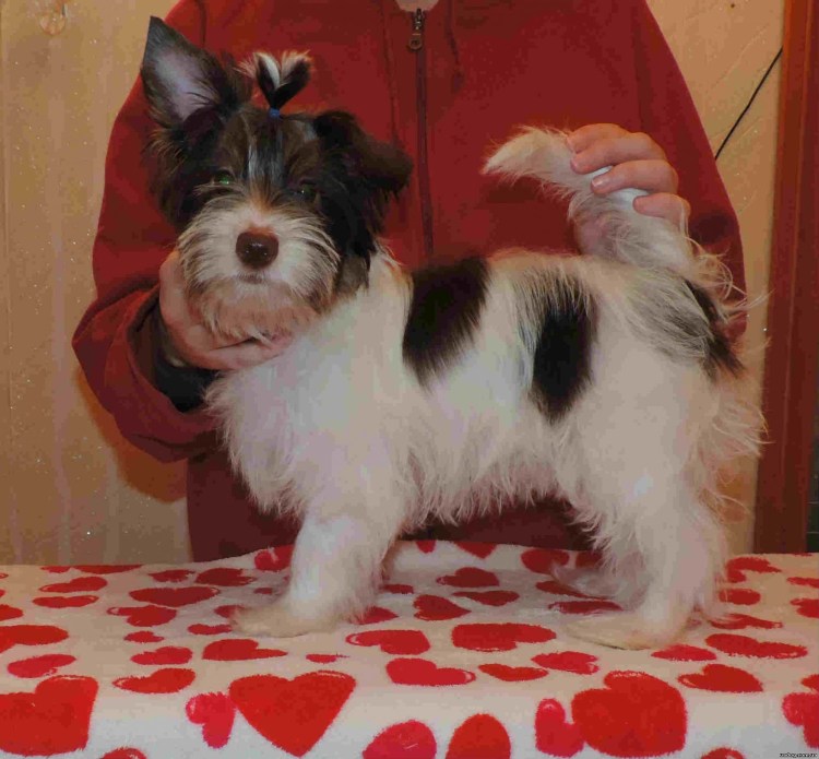 Биро и Бивер Йорк