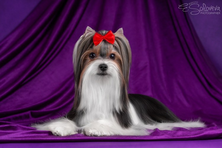 Щенок Бивер Йорка шоколад