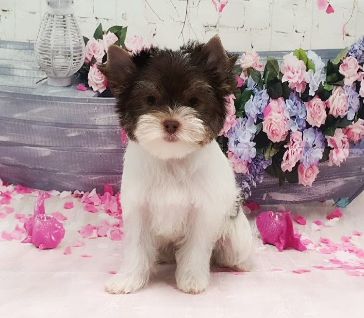 Биро терьер