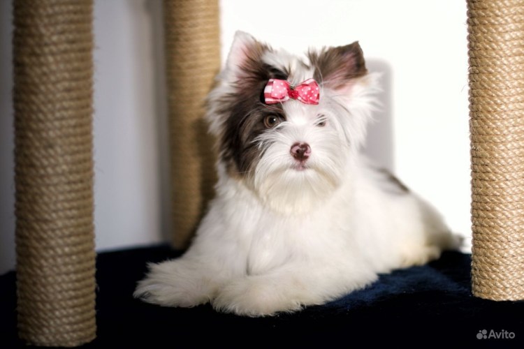 Биро Йорк взрослый