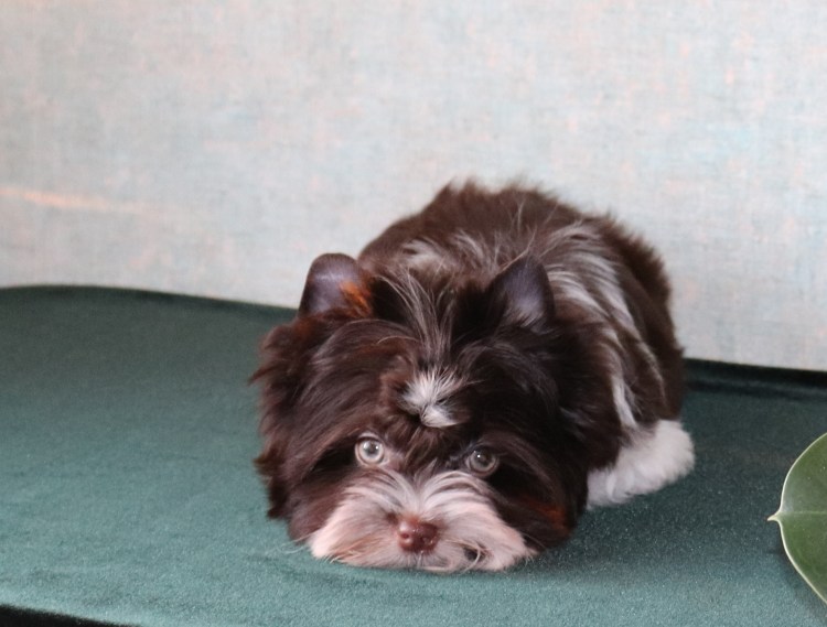 Шоколадный Йорк 4 месяца