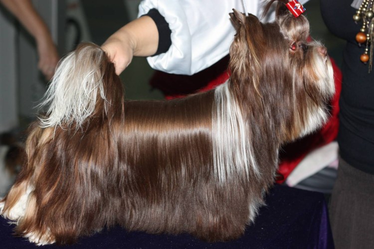 Биро Йоркширский терьер стрижки