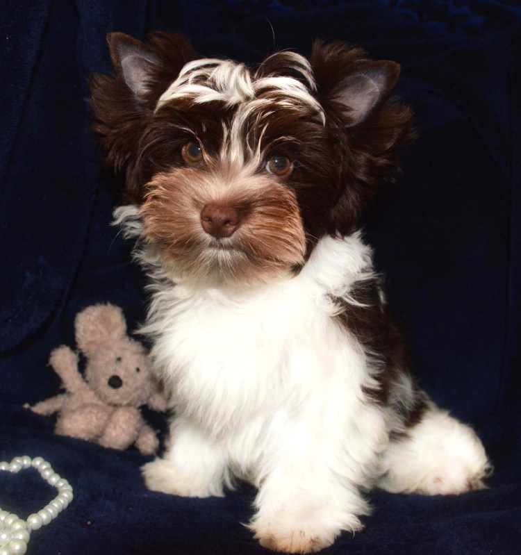 Биро Йоркширский терьер