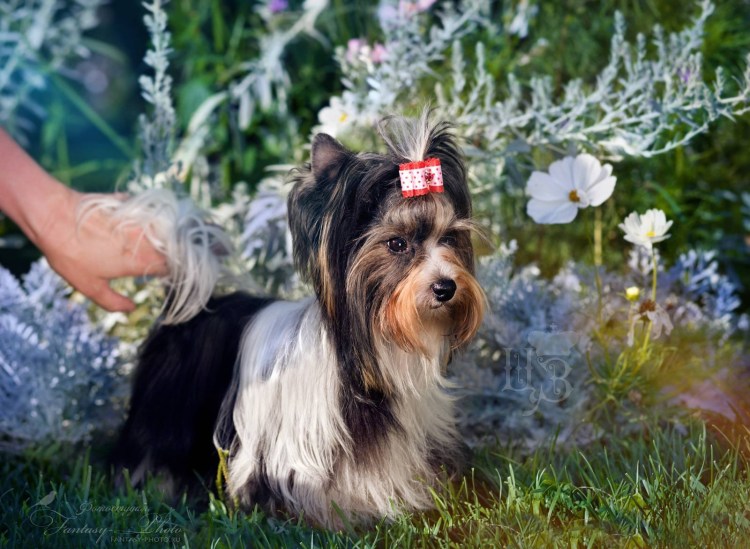 Бивер терьер фрисби