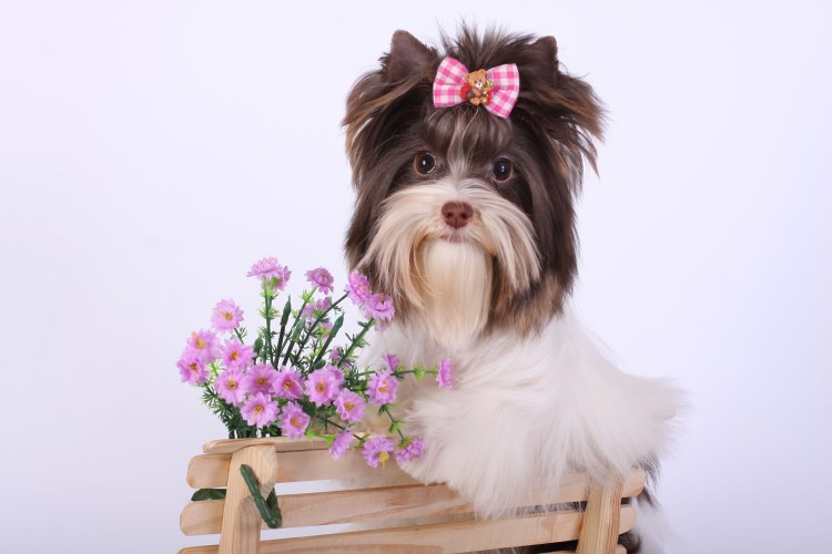 Собака Бивер Йорк