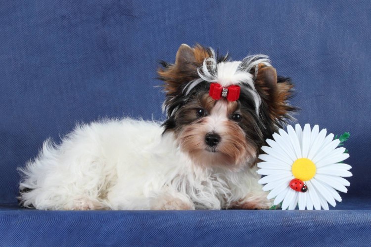 Бивер-Йоркширский терьер питомник